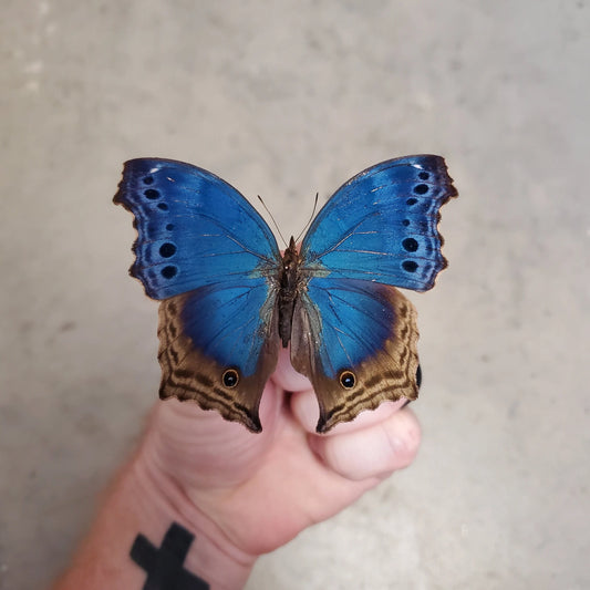 Blue Mother of Pearl Butterfly 'Salamis temora' Unspread