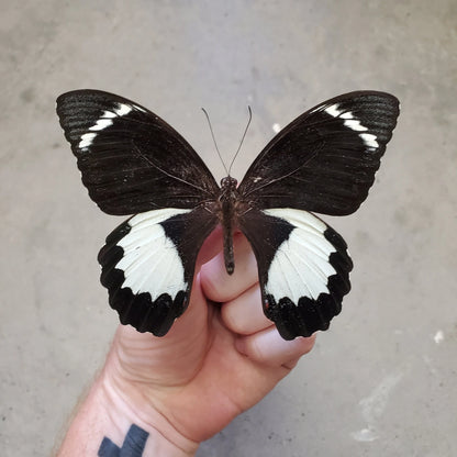 Orchard Swallowtail Butterfly 'Papilio aeageus' Real Black and White Butterfly