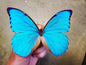 REAL Blue Morpho Anaxibia Butterfly