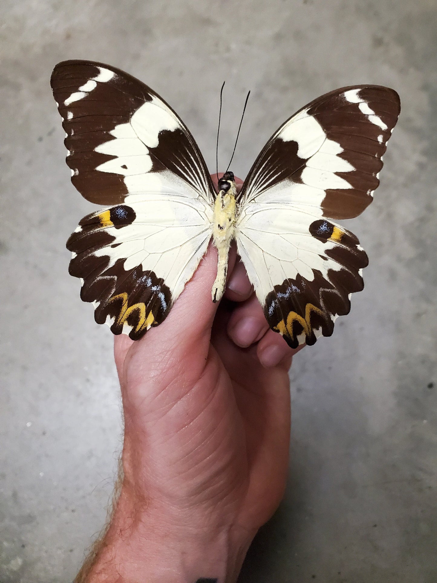 REAL Papilio euchenor, BIG swallowtail butterfly, unmounted