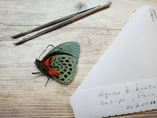 RARE Agrias beatifica beata Butterfly unspread/unmounted Real