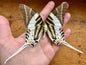 Giant Swordtail Butterfly 'Graphium androcles'