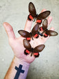 REAL 'Parides neophilus' Spear-winged Cattleheart Butterfly unspread