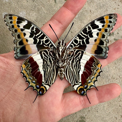 Giant Emperor Butterfly 'Charaxes castor' Unspread