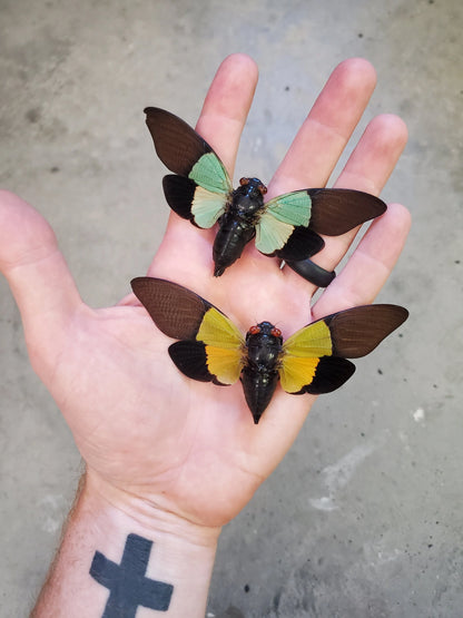 REAL Green Cicada 'Trengganu sibylla' SPREAD insect Turquoise