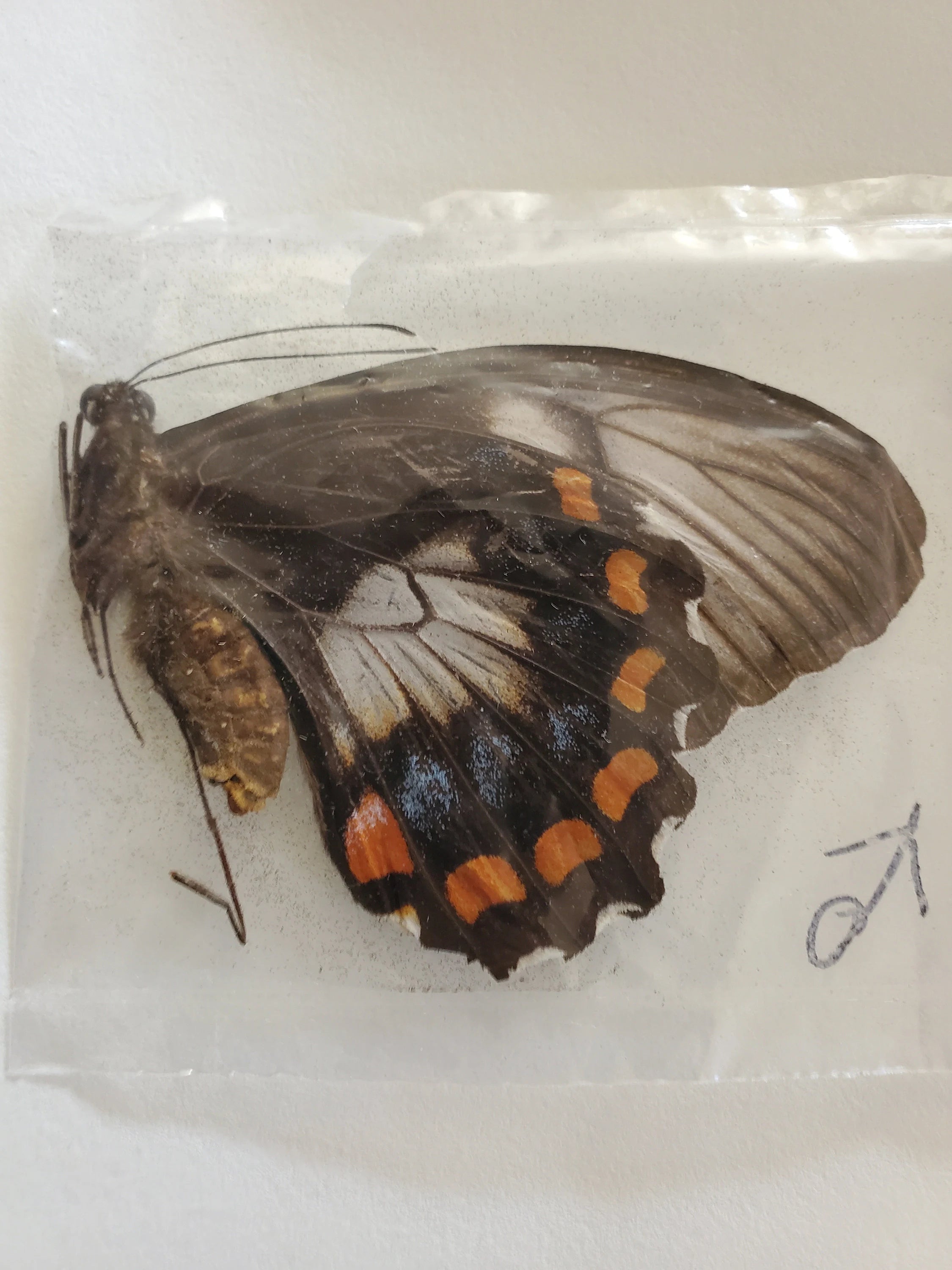 RARE! Papilio inopinatus Male 1977