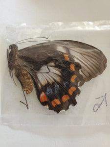 RARE! Papilio inopinatus Male 1977