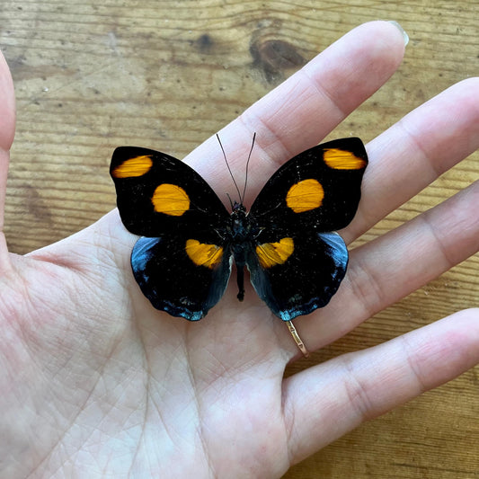 BlueFrosted Banner Butterfly ‘Catonephele numilia’