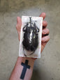 GIANT Megasoma actaeon janus Male 98mm HUGE Beetle