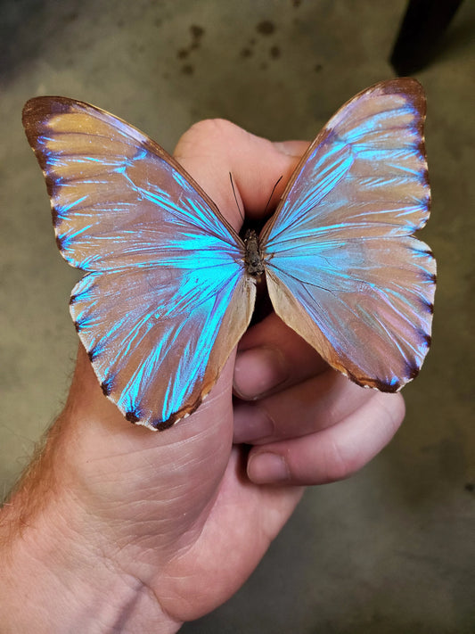 REAL Blue Morpho Aurora Butterfly, Iridescent