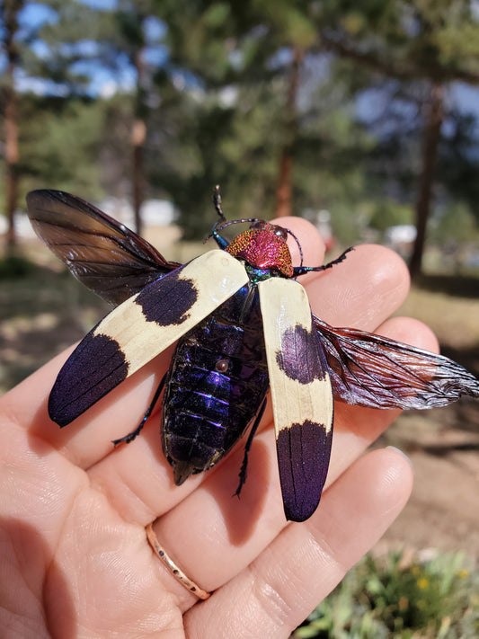 Red Speckled Jewel Beetle 'Chrysochroa buqueti rugicollis' Unspread