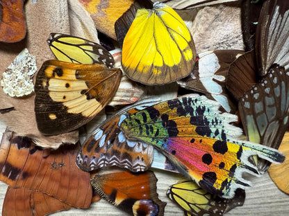 Mixed Lot of DAMAGED Tropical Butterfly Wings Craft Grade REAL 25 Wings