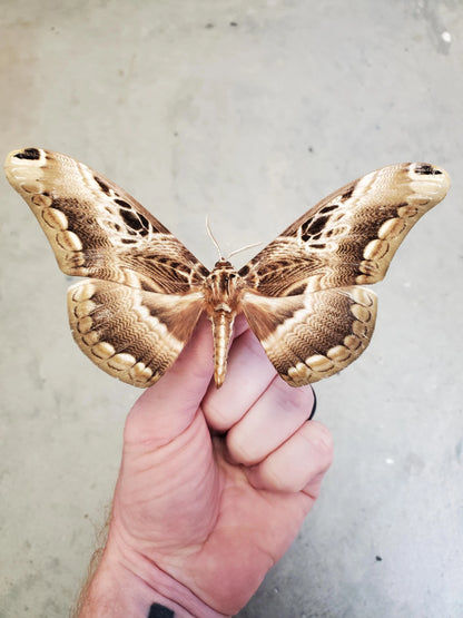 REAL African Brahmaeidae Moth 'Dactyloceras lucina' BIG Unspread