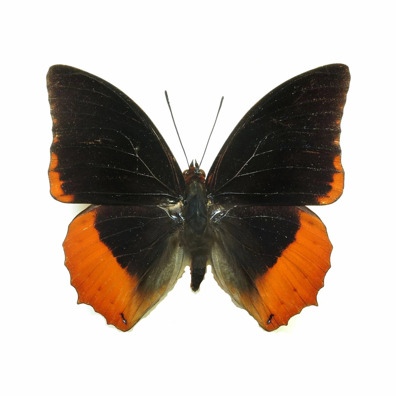 Orange and Black Butterfly 'Charaxes protoclea' unmounted