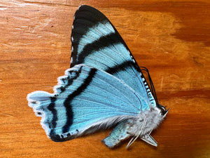 Green/Blue Dayflying Moth 'Alcides agathyrsus'