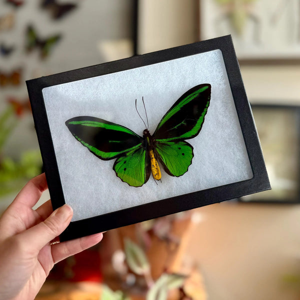 Green Birdwing Butterfly! Male 'Ornithoptera priamus poseidon