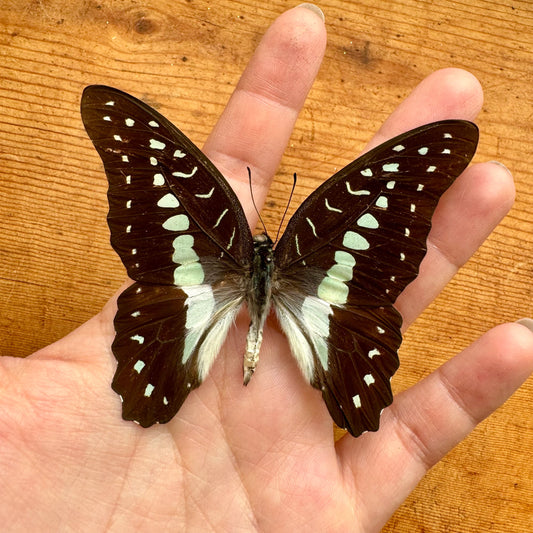 Lot of 5 Great Jay Butterfly 'Graphium eurypylus' unspread