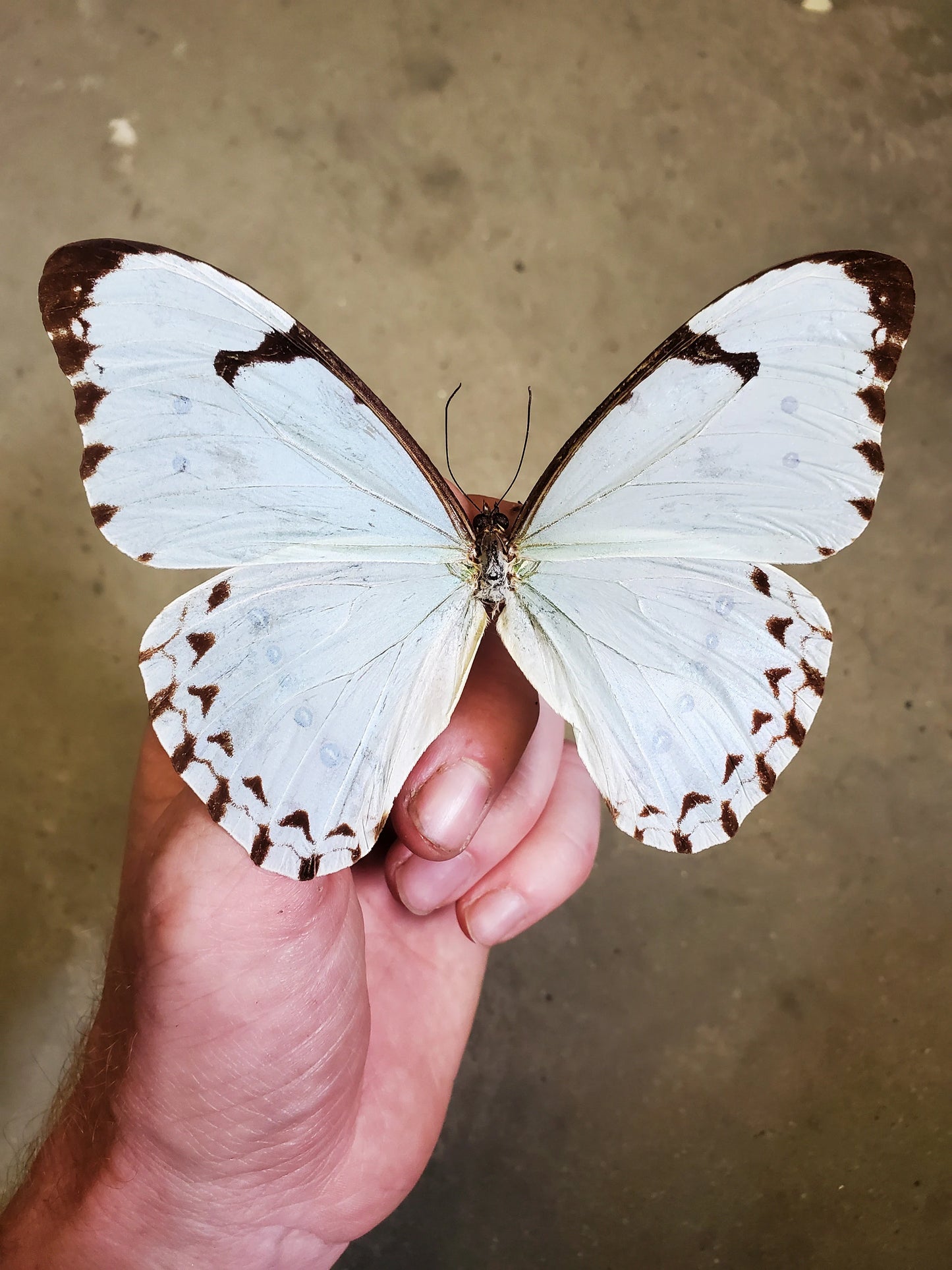 Real Blue White Morpho Butterfly 'Catenarius' UNSPREAD