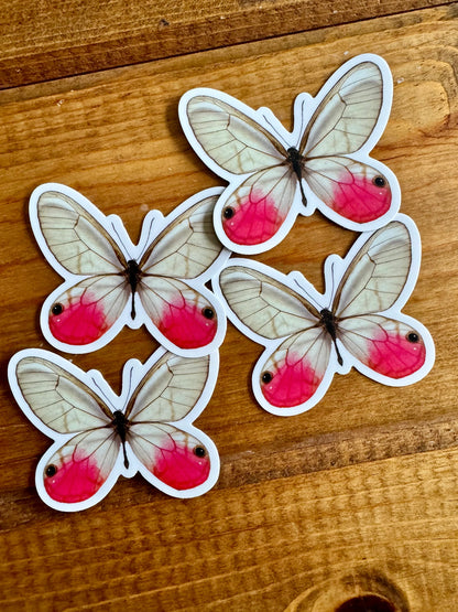 Blushing Phantom Butterfly Vinyl STICKER 'Cithaerias pireta' LIFE-SIZE, Realistic