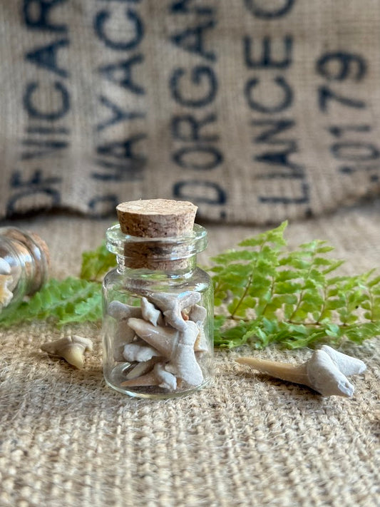 Fossil Shark Teeth Glass Vial - Natural Curiosities Vintage Decor