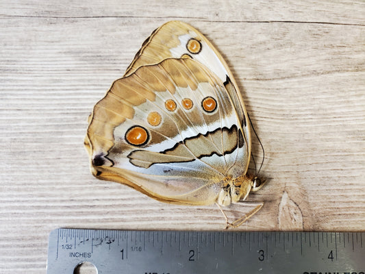 BIG Siamese Jungle Queen 'Stichophthalma louisa' Butterfly Unspread