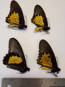 Set of 4 Troides Birdwing Butterflies