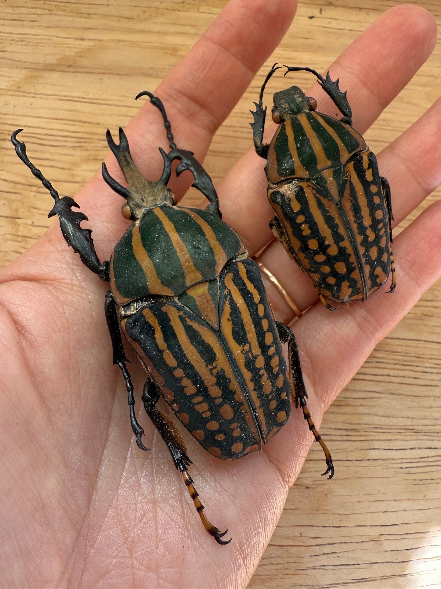 REAL Chelorrhina savagei, African Goliath Beetle Unspread