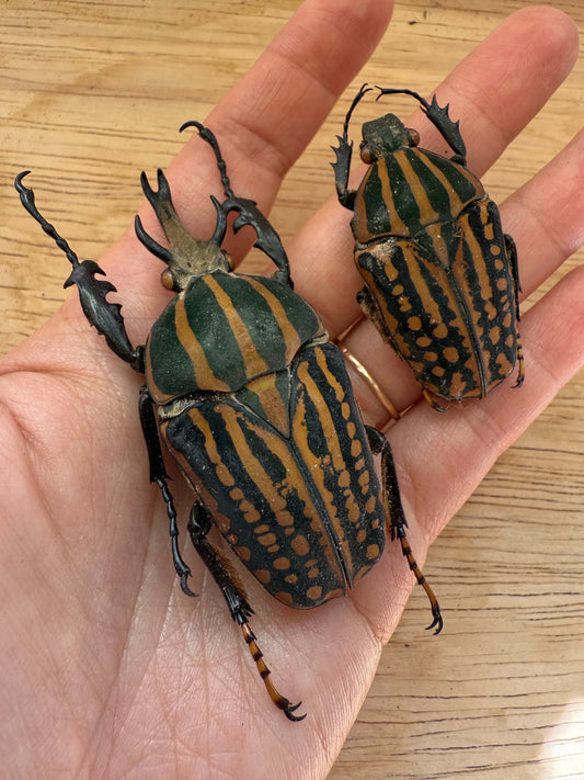 REAL Chelorrhina savagei, African Goliath Beetle Unspread