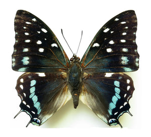 REAL Savannah Charaxes African Butterfly 'Charaxes etesipe'