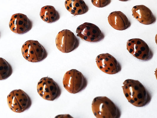 REAL Ladybugs! Dried Dead Ladybird Beetles Pack of 10 insects for pinning, spreading, art, decoration