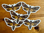 Death's Head Hawkmoth Vinyl STICKER, LIFE-SIZE, Realistic