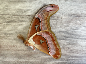 Atlas moth DAMAGED 'Attacus lorquini'