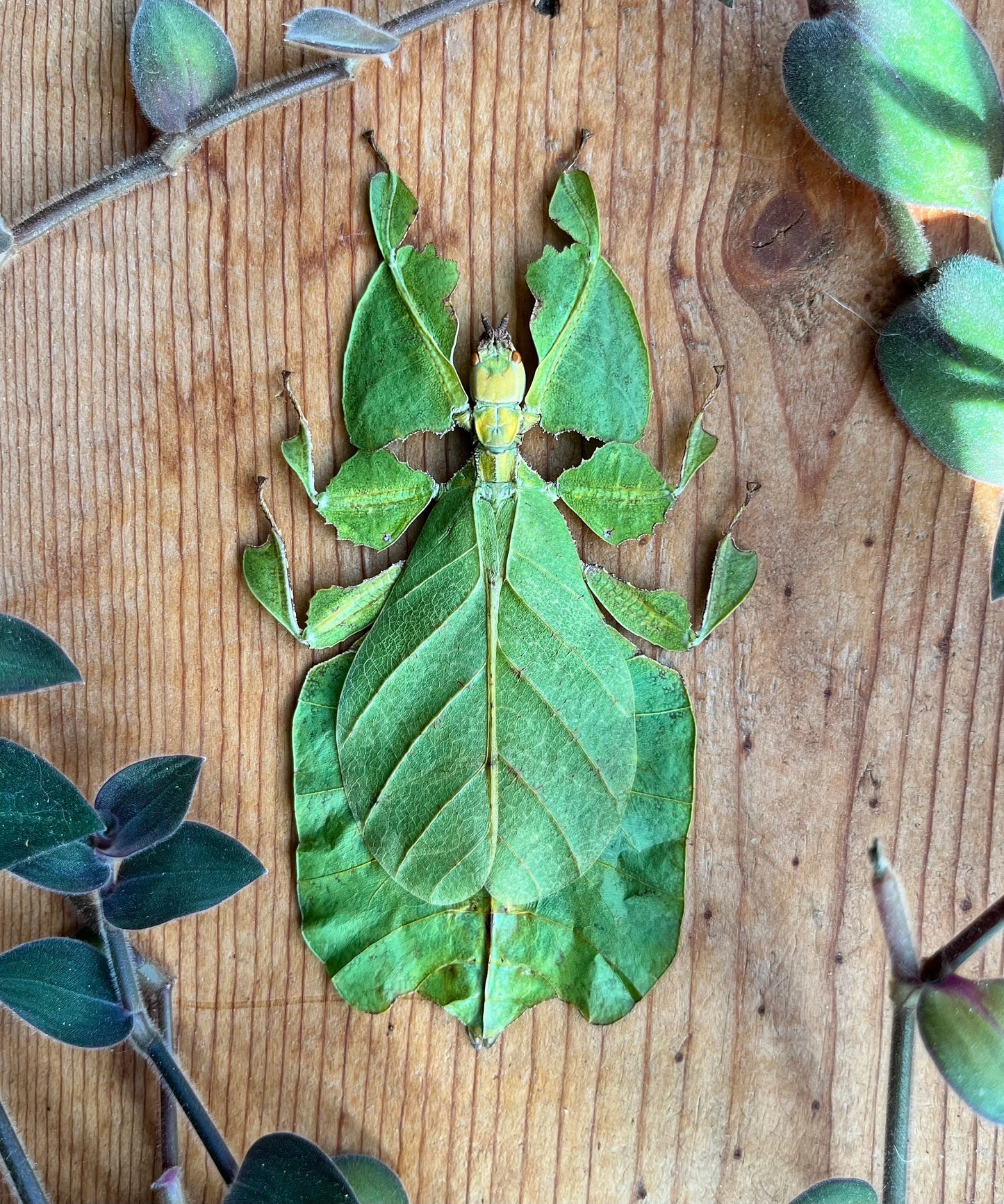 REAL Phyllium bioculatum Leaf Insect SPREAD