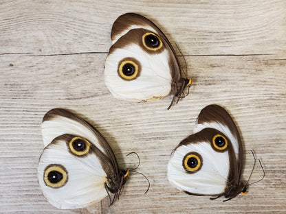 White Silky Owl Butterfly 'Taenaris catops' Unspread