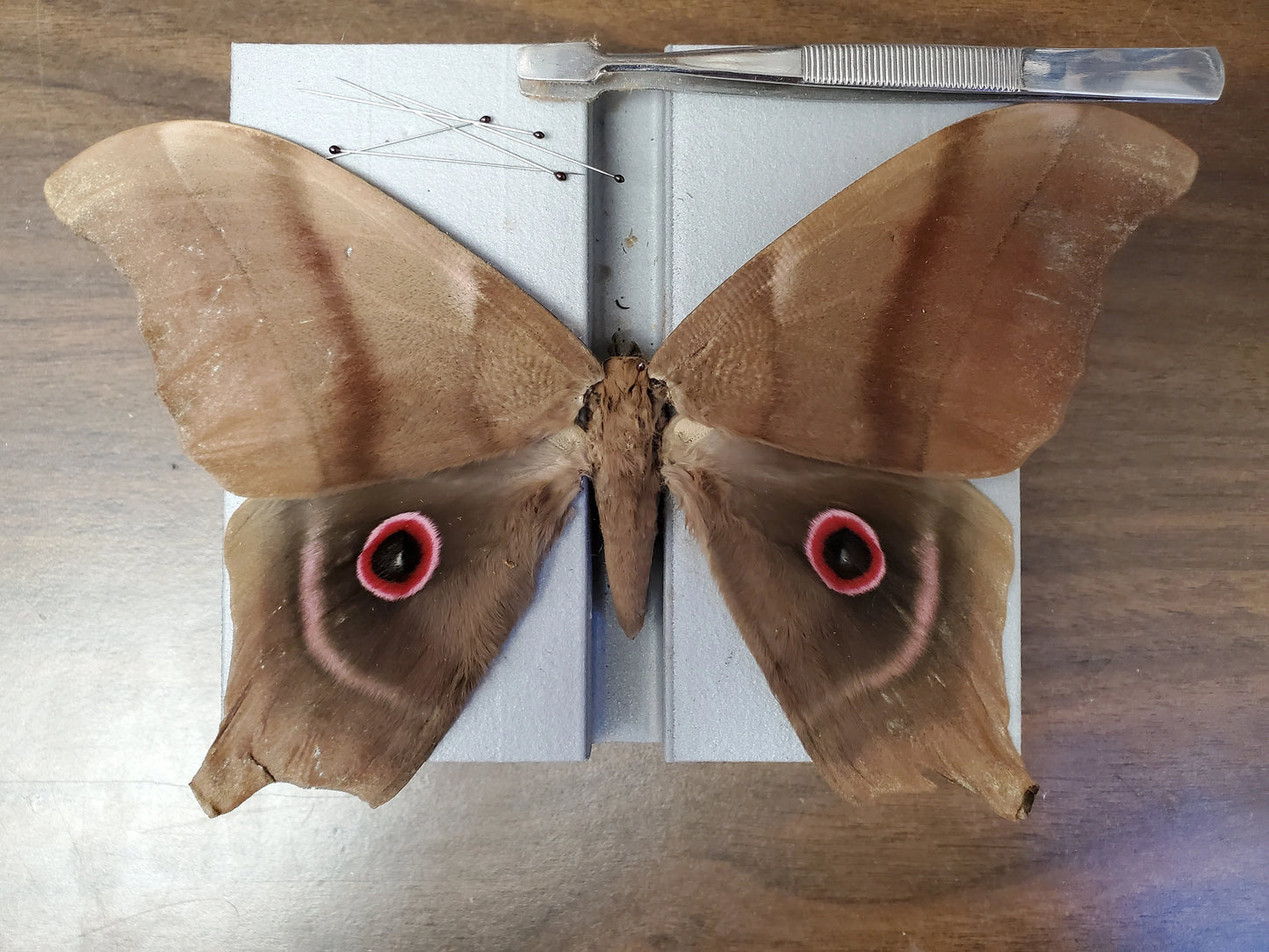 REAL Pink Bullseye Saturn Moth  'Pseudimbrasia deyrollei' BIG Unspread A-