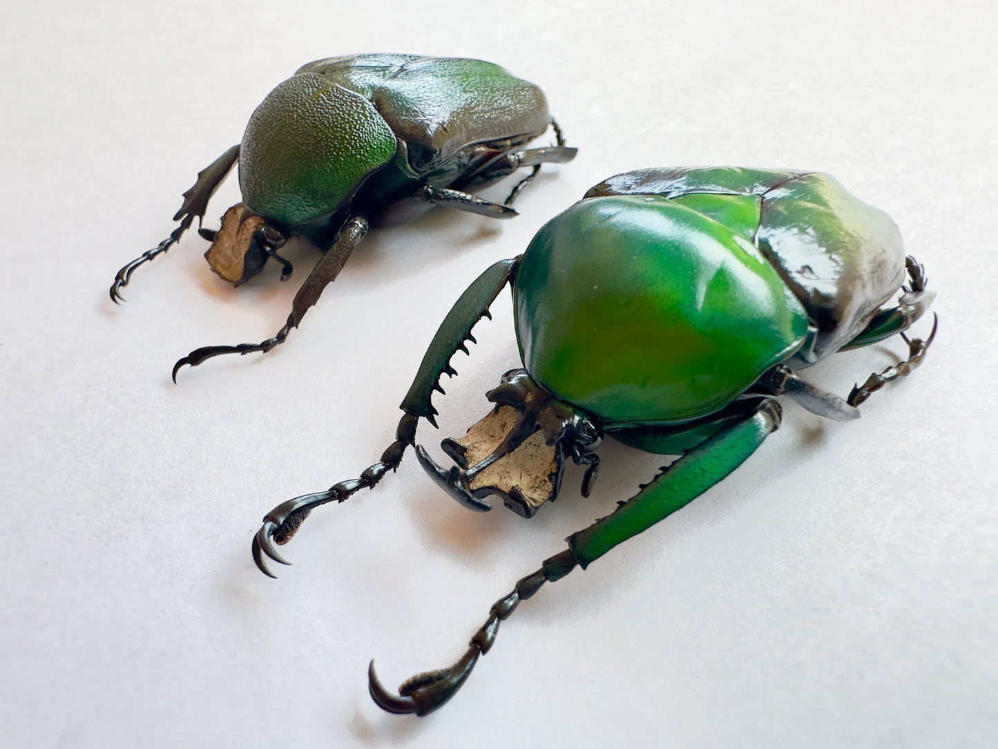 Dicronorhina derbyana MALE and FEMALE PAIR, Big African Flower Beetle