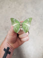 REAL Green Butterfly 'Charaxes eupale'