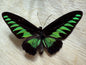 Rajah Brooke’s Birdwing SPREAD Butterfly Trogonoptra brookiana albescens (not framed) A2