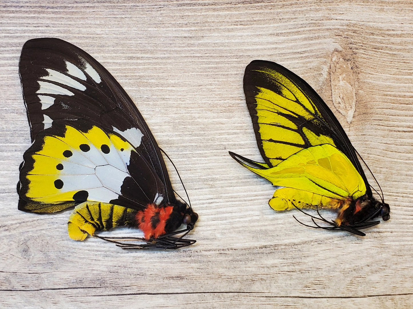 Extremely RARE! Ornithoptera paradesia arfakensis PAIR Male and Female Real Birdwing Butterfly! Ships from USA