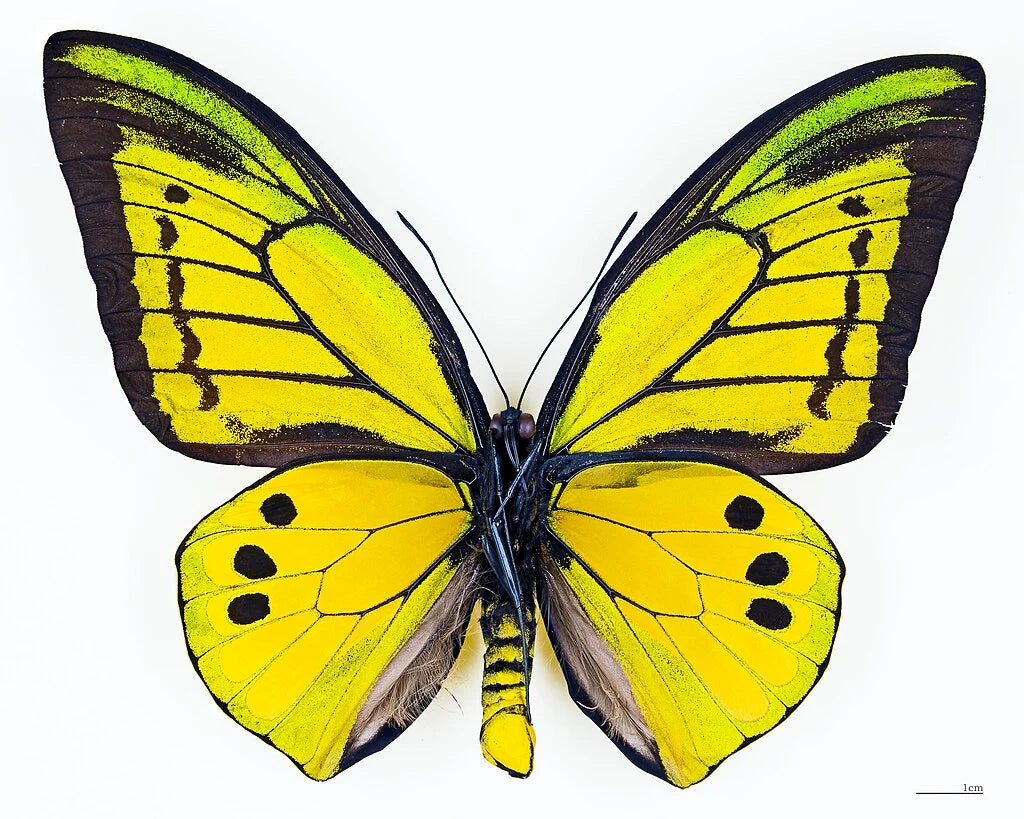 Giant Birdwing Butterfly! 'Ornithoptera goliath' Male and Female Pair, Ships from USA