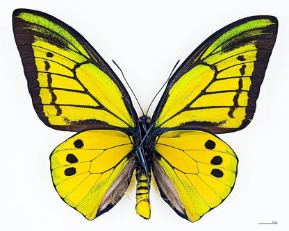 Giant Birdwing Butterfly! 'Ornithoptera goliath' Male and Female Pair, Ships from USA