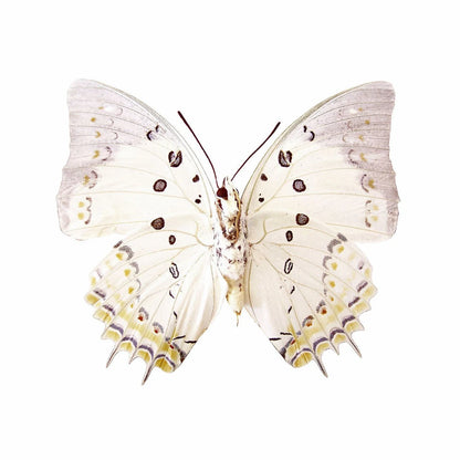 Jeweled Nawab 'Polyura delphis' Butterfly unmounted