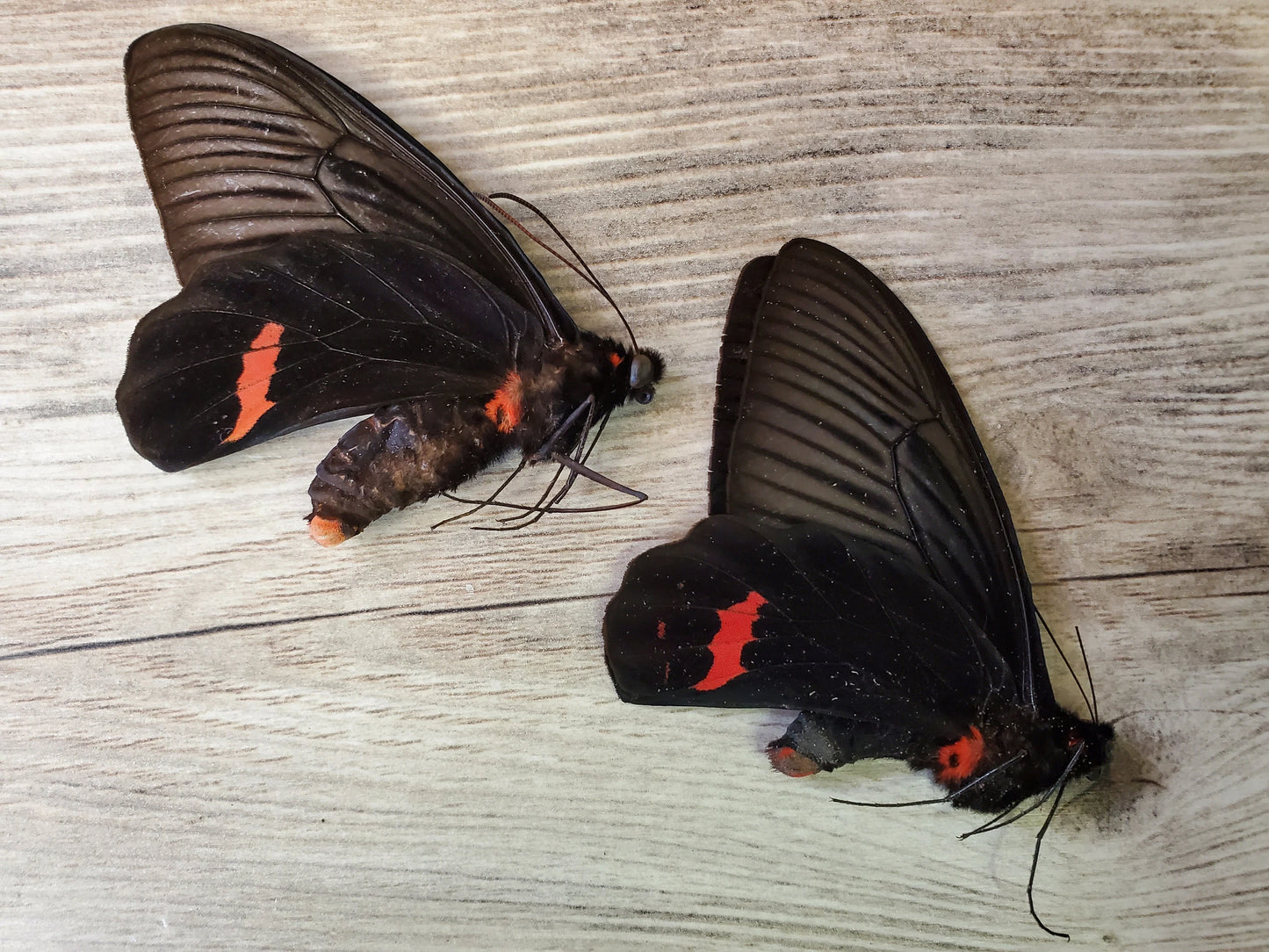 Red, Pink and Black Swallowtail Butterfly 'Atrophaneura dixoni' unmounted