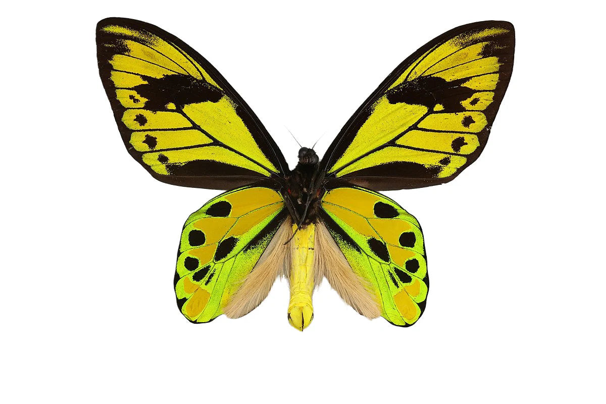 RARE! Birdwing Butterfly! 'Ornithoptera tithonus misresiana' Male and Female Pair, Ships from USA!