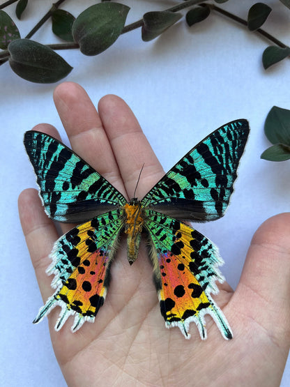 REAL Madagascar Sunset Moth, Urania ripheus WINGS SPREAD open