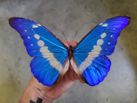 REAL Brilliant Blue Morpho rhetenor helena Butterfly, unspread