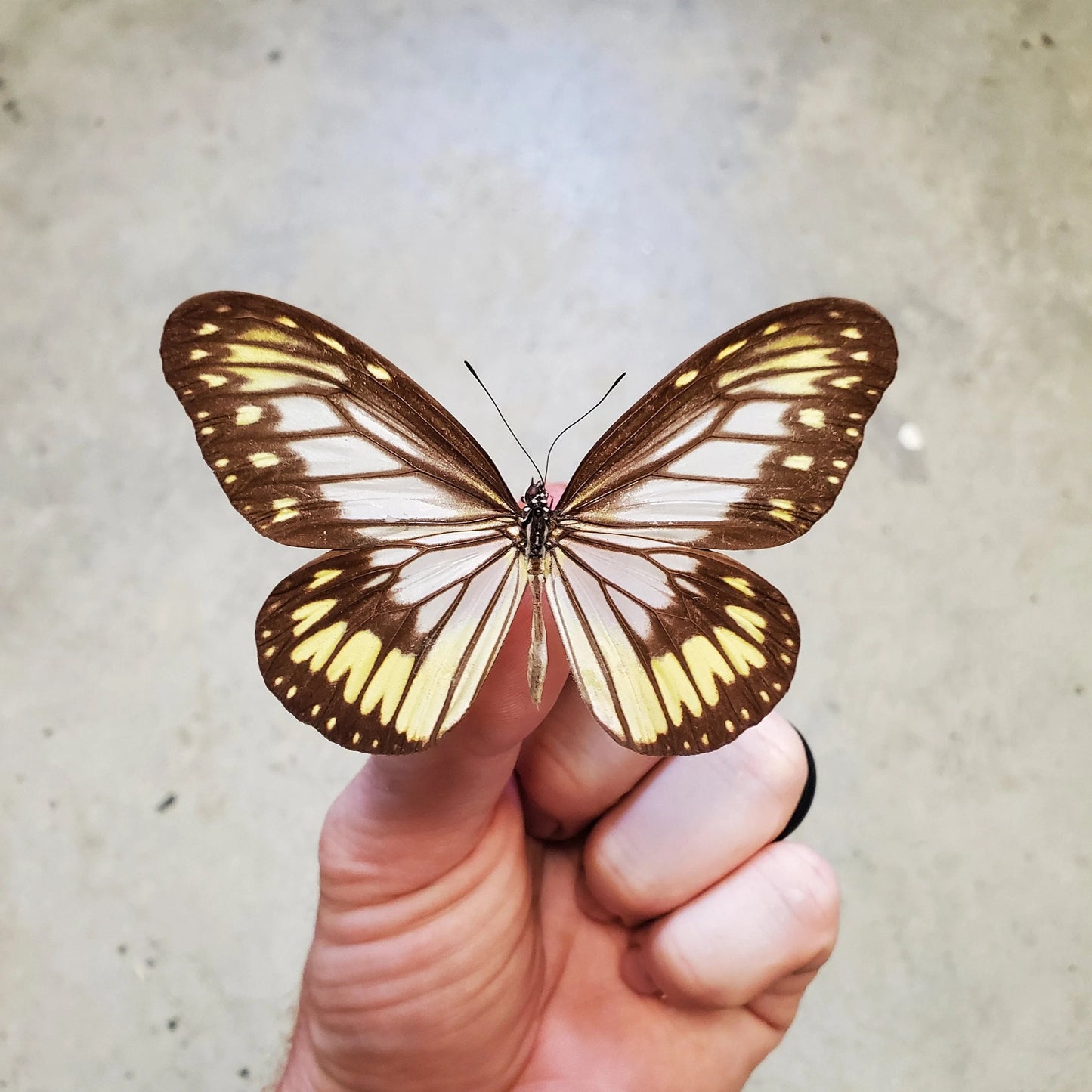 Yellow Wood Nymph Butterfly 'Ideopsis vitrea' Unspread