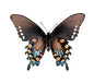 Black Pipevine Swallowtail 'Battus philenor' A- unmounted