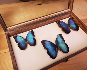 Insect Butterfly Wooden Display Case Cabinet CASE ONLY