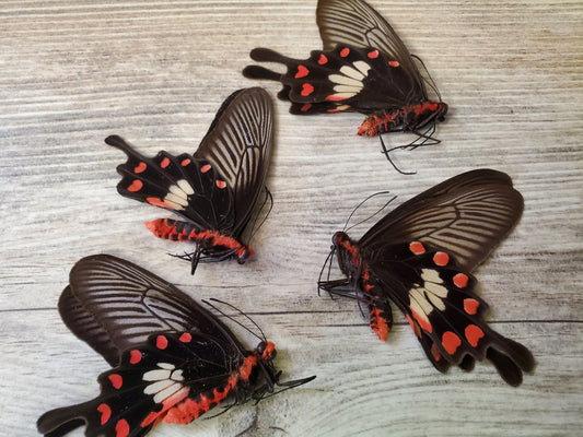 Mixed Rose Swallowtail Species, Assortment of REAL butterflies for artwork, crafts, and projects! Wholesale Prices! Quantity discount!